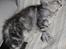 Maine Coon Stribby - Stribby er en rigtig sovetryne.