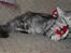 Maine Coon Stribby - 5 mdr og på plads i Morfar´s hyggestol.. (arvestykke)