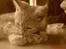 Blanding af racer Melvin †R.I.P. MIN ENGEL†