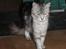 Maine Coon  Zain Marquis Silver Jade