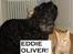 Huskat oliver