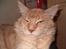 Maine Coon Max