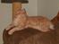 Maine Coon Max