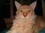 Maine Coon Max - undskyld mor , men her bestemmer jeg alså.