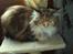 Maine Coon Lilo ( har født 4 )