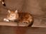 Maine Coon Lilo ( har født 4 ) - heyy mor. tager lige din plads i sofaen, den er bare såå varm..