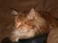Maine Coon Lilo ( har født 4 ) - ja her prøver de alle at spise sammen.. det nyder de.*SS*