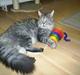 Maine Coon Frede