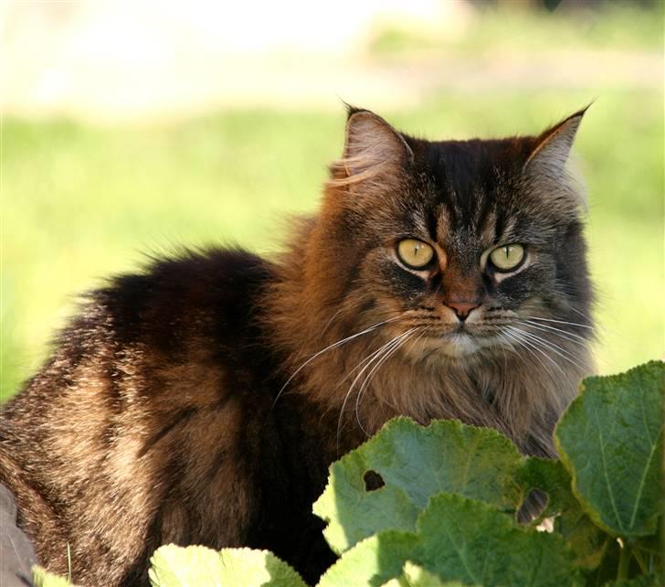 Norsk Skovkat Blanding - Sæla - Hej, velkommen til... billede 1