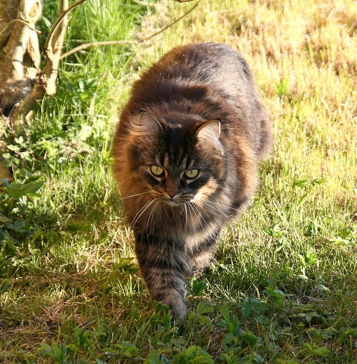 Norsk Skovkat Blanding - Sæla billede 2