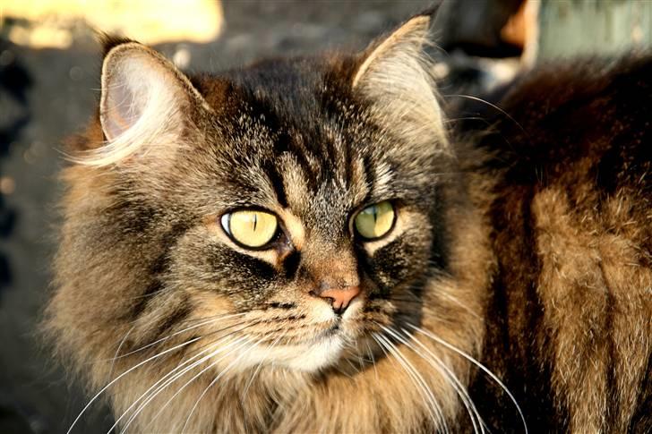 Norsk Skovkat Blanding - Sæla billede 3