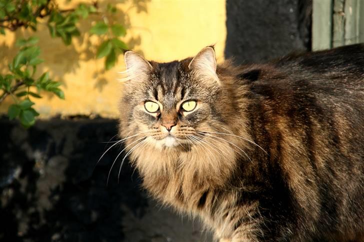 Norsk Skovkat Blanding - Sæla billede 4