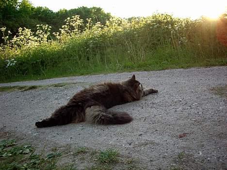Norsk Skovkat Blanding - Sæla billede 5