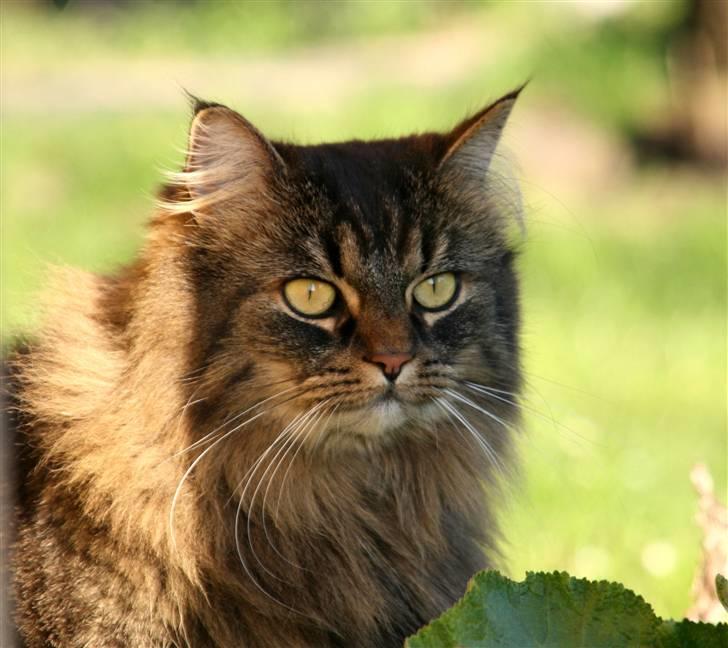 Norsk Skovkat Blanding - Sæla billede 6