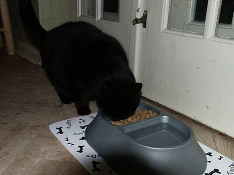 Huskat Misse mor billede 7