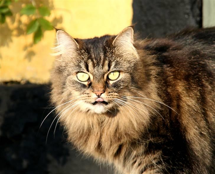 Norsk Skovkat Blanding - Sæla billede 7