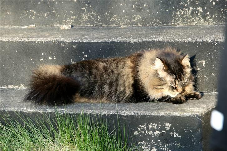 Norsk Skovkat Blanding - Sæla billede 8