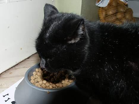 Huskat Misse mor billede 8