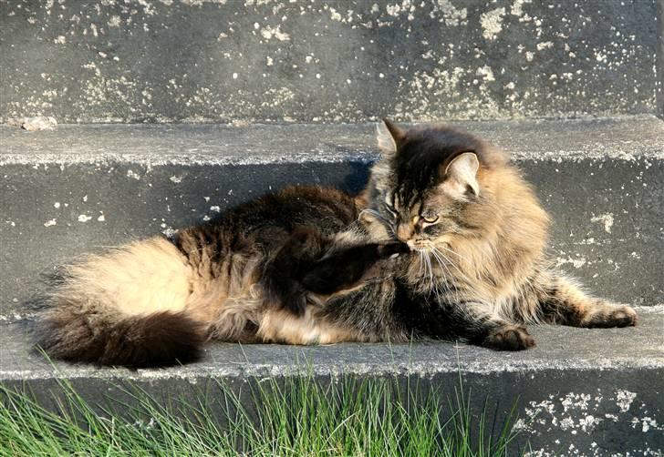 Norsk Skovkat Blanding - Sæla billede 9