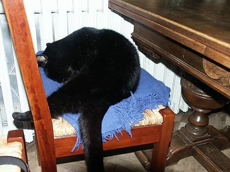 Huskat Misse mor billede 9