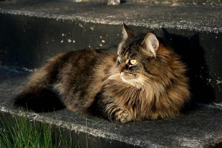 Norsk Skovkat Blanding - Sæla billede 10