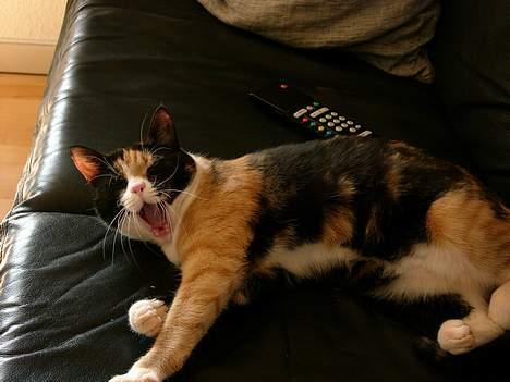 Blanding af racer Pelle - Meget træt Pelle  billede 1