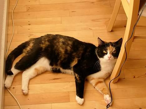 Blanding af racer Pelle - Sådan ligger en rigtig dame når hun bliver fotograferet billede 2