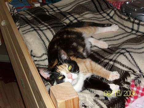 Blanding af racer Pelle - Der måtte hun ikke ligge, men kunne ikke få mig til at tage hende ned billede 3