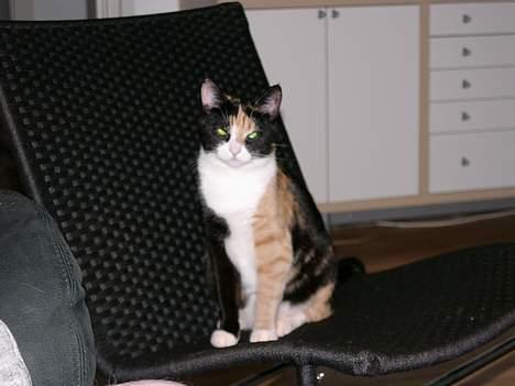 Blanding af racer Pelle - På sin 1 års fødselsdag  billede 4