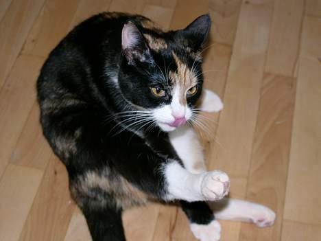 Blanding af racer Pelle - Hun ser bare så dum ud på dette billede  billede 5