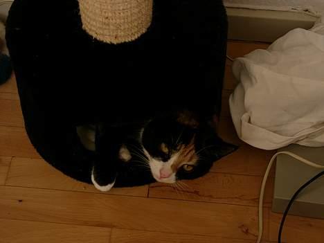 Blanding af racer Pelle - Efter 1,5 år fandt hun interesse for sin kattehule  billede 6