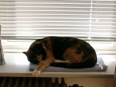 Blanding af racer Pelle - Sover på sin ynglingsplads i vinduet, på sit tæppe fra hvor vi købte hende (Inges Kattehjem) billede 7