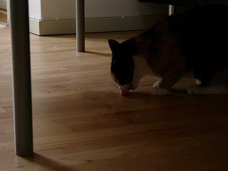 Blanding af racer Pelle - Igang med at spise vores ene guldfisk (havde selv "fange" den i vores akvarie, fik meget skæld ud bagefter) billede 8