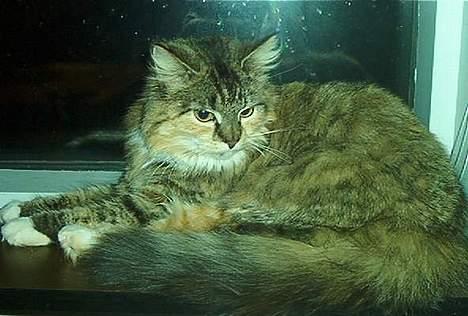 Norsk Skovkat Freja DØD billede 3