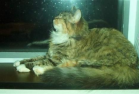 Norsk Skovkat Freja DØD billede 4