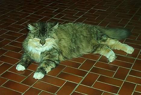 Norsk Skovkat Freja DØD billede 5