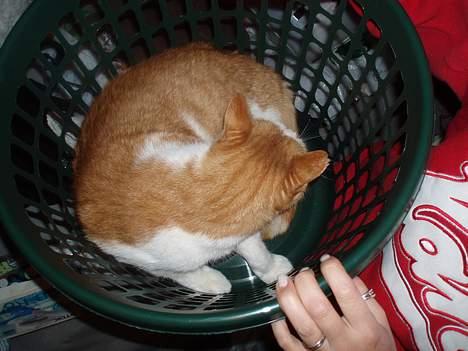 Blanding af racer Garfield R.I.P.5.6.2010 billede 13