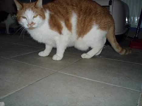 Blanding af racer Garfield R.I.P.5.6.2010 billede 14