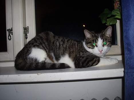 Huskat Gabanna billede 4