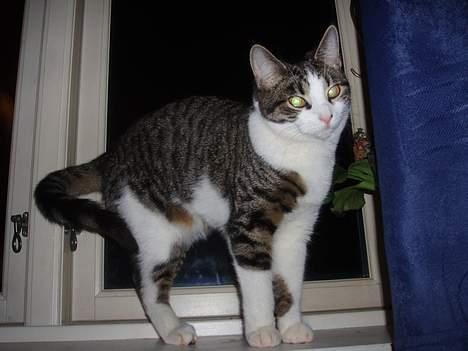 Huskat Gabanna billede 5