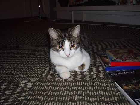 Huskat Gabanna billede 6