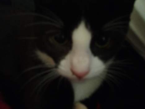 Huskat Dolce/dolf billede 8