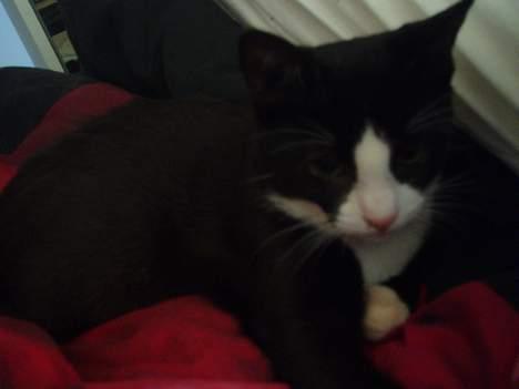 Huskat Dolce/dolf billede 9