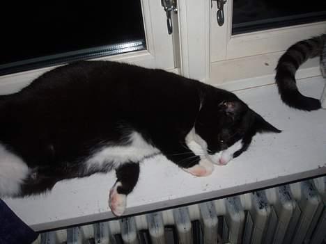 Huskat Dolce/dolf billede 10