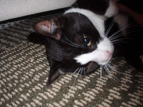 Huskat Dolce/dolf billede 11