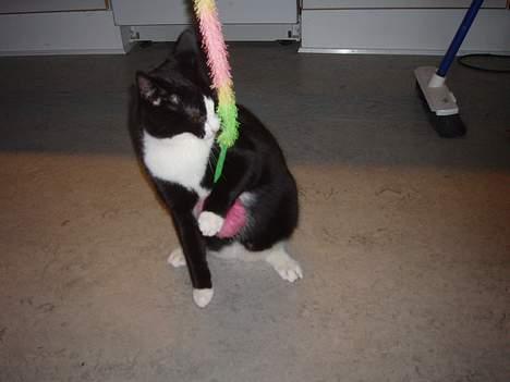 Huskat Dolce/dolf billede 12