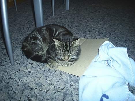 Huskat theis billede 14