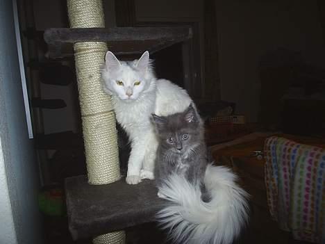 Maine Coon Jønke billede 9