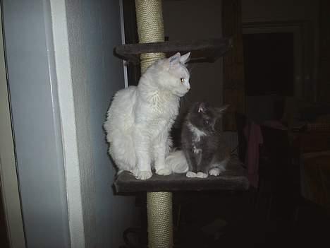 Maine Coon Jønke billede 10