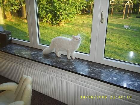 Maine Coon Jønke billede 12